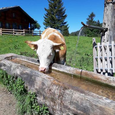 Auf der Alm