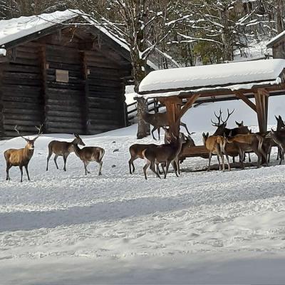 Hirschfütterung im Klausbachtal